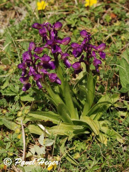 Anacamptis morio